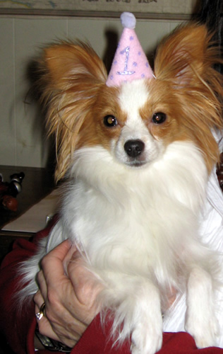 Happy Dog Cake