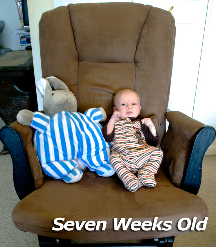 seven-weeks-old